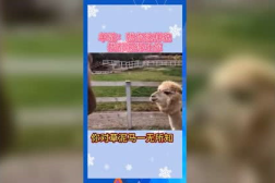 娱乐吃瓜羊,羊胎素背后的名场面与八卦风云